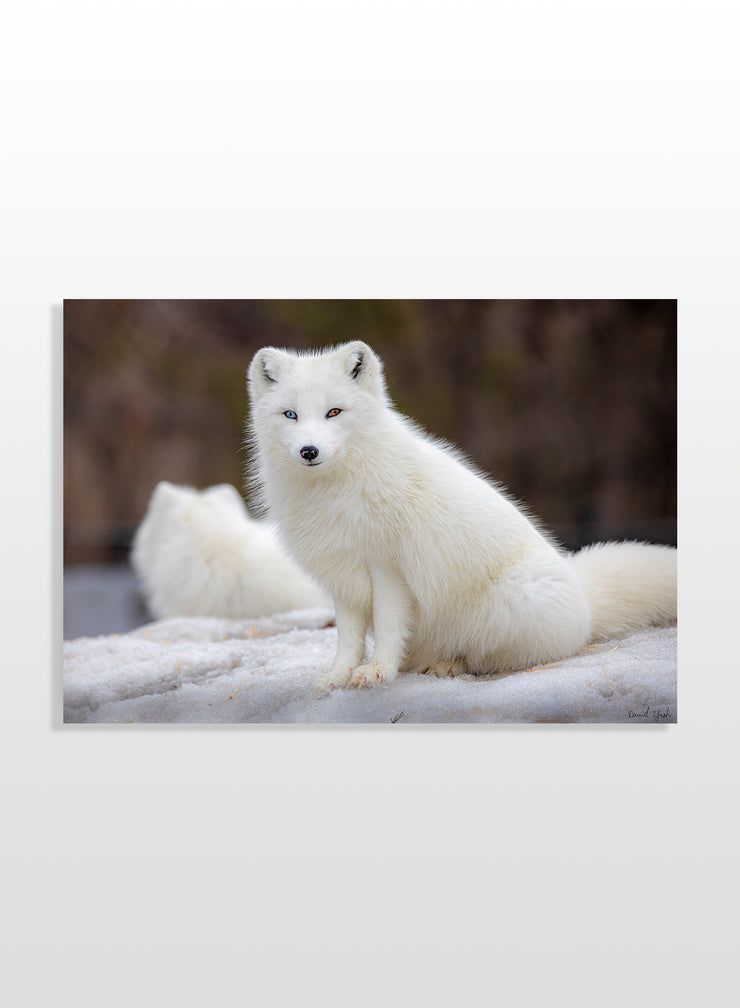 Coloured eye wolf
