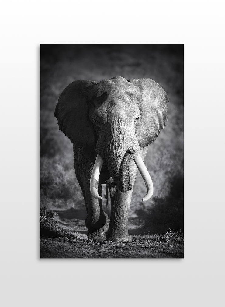 Elephant walk