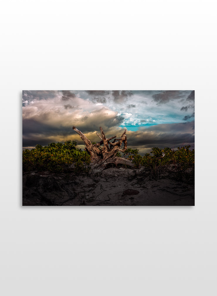 Tree trunk
